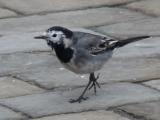 White / Pied Wagtail