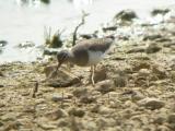 Sandpiper