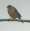 Meadow Pipit