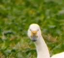 Bewick's Swan