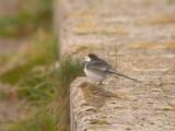 Meadow Pipit