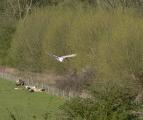 Barn Owl