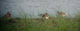 Ringed Plover