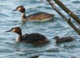 Great Crested Grebe