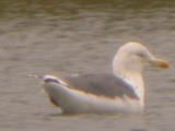 Lesser Black-backed Gull