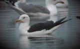 Lesser Black-backed Gull