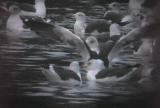 Lesser Black-backed Gull