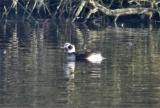 Long-tailed Duck