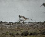 Ringed Plover