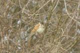 Reed Bunting
