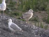 Caspian Gull