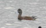 American Wigeon