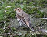 Snow Bunting