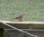 Meadow Pipit