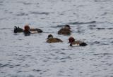 Red-crested Pochard