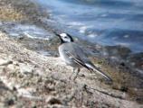 White / Pied Wagtail