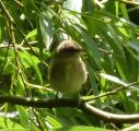 Reed Warbler