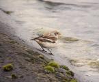 Snow Bunting