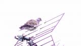 Turtle Dove