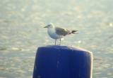 Common Gull
