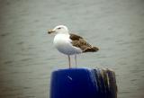 Great Black-backed Gull