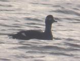 Velvet Scoter