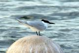 Sandwich Tern