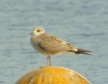 Common Gull