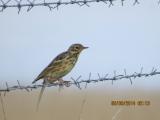 Meadow Pipit