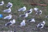 Caspian Gull