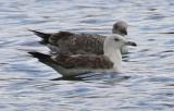 Lesser Black-backed Gull