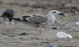 Caspian Gull