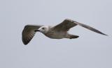 Caspian Gull