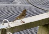 Meadow Pipit