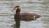 Velvet Scoter