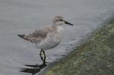 Red Knot