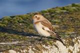 Snow Bunting