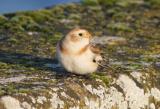 Snow Bunting