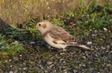 Snow Bunting