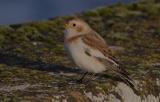 Snow Bunting