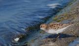 Little Stint