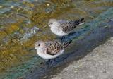 Sanderling