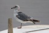 Common Gull