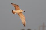 Caspian Gull