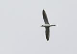 Marsh Sandpiper