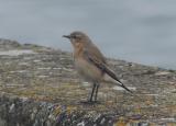 Wheatear