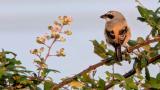 Long-tailed Shrike